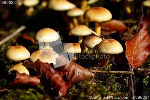 Image of Closeup of wild mushrooms in the forest