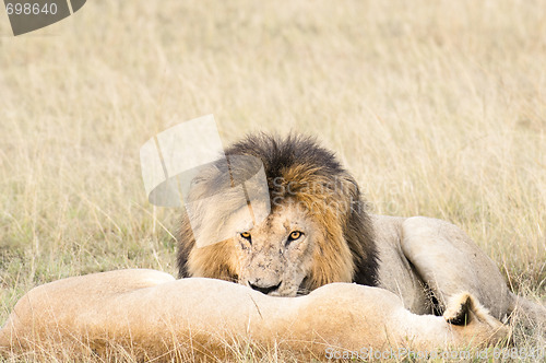 Image of Lions resting after plentiful  feeding 