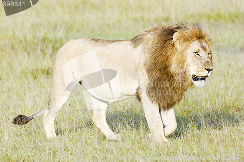 Image of African lion  walking in savannah