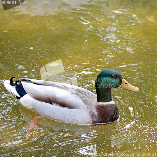 Image of Mallard duck