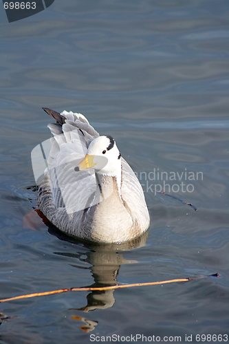 Image of Wild duck