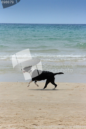 Image of The dog on the beach