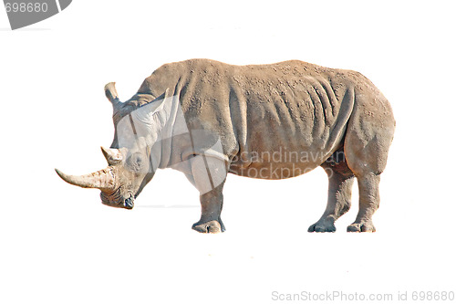 Image of Strong rhinoceros isolated on white