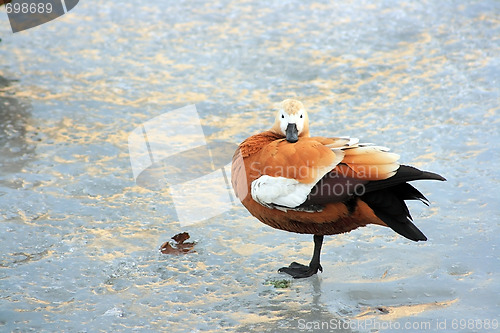 Image of Wild duck