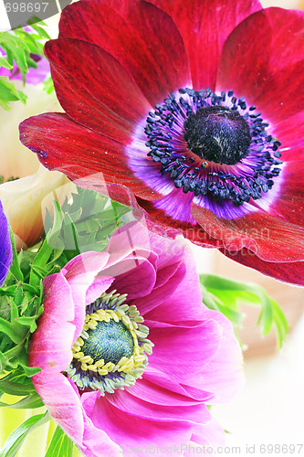 Image of Poppy