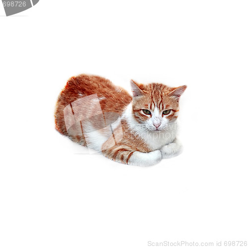 Image of Sitting cat isolated on white