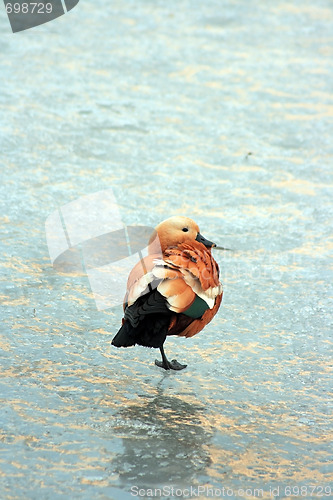 Image of Wild duck