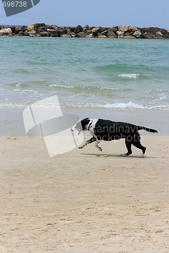 Image of The dog on the beach