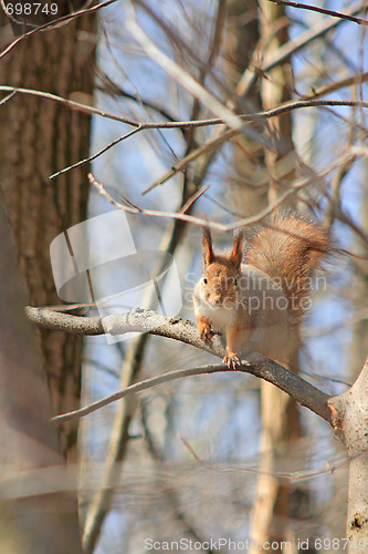 Image of The squirrel sits in a tree