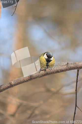 Image of The tit