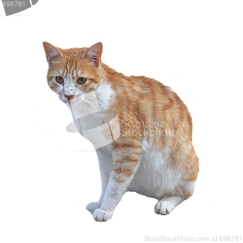 Image of Sitting cat isolated on white