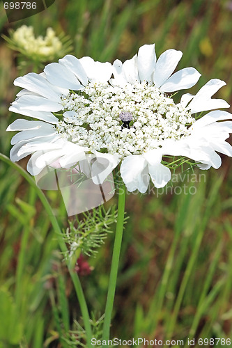 Image of The closeup of white flower