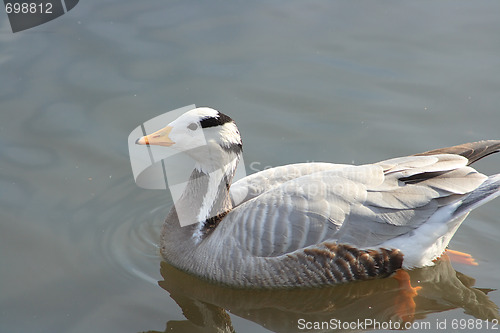 Image of Wild duck