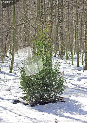 Image of Winter landscape