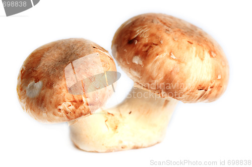 Image of Fresh mushrooms isolated on white