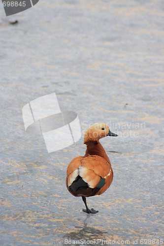 Image of Wild duck
