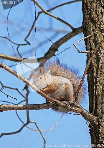 Image of The squirrel sits in a tree