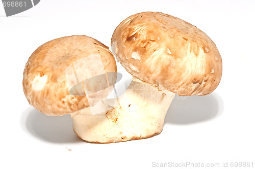 Image of Fresh mushrooms isolated on white