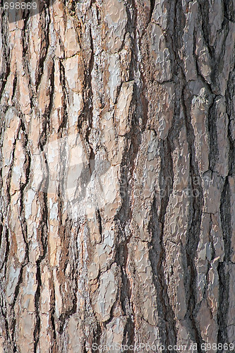 Image of Wooden texture