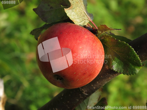 Image of Apple 17.10.2009