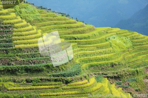 Image of Longshen Rice Fields