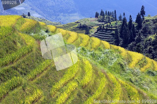 Image of Longshen Rice Fields