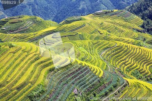 Image of Longshen Rice Fields III