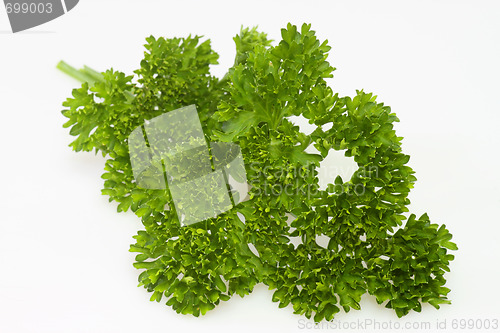 Image of Parsley twig 