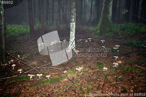 Image of Fairy Ring