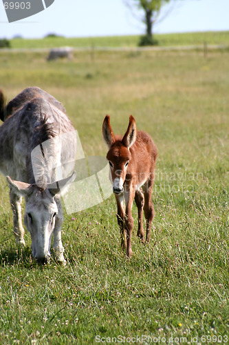 Image of Donkey