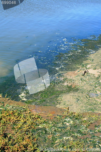 Image of Green Algae