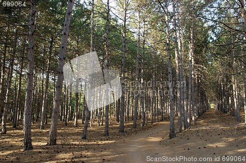 Image of Forest