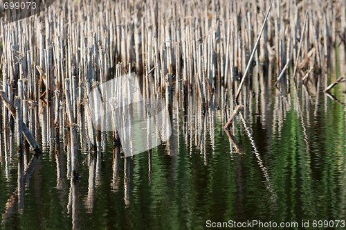 Image of Swampland