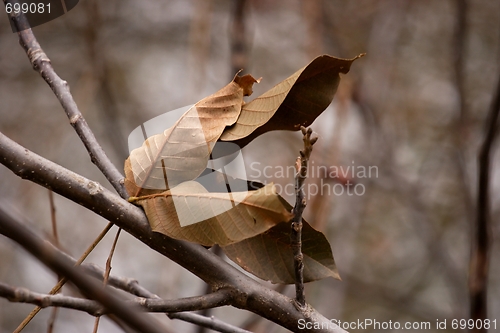 Image of Leaves