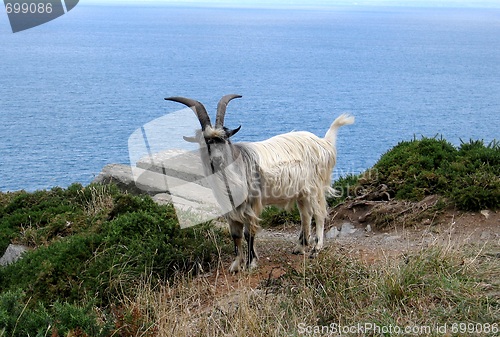 Image of Goat