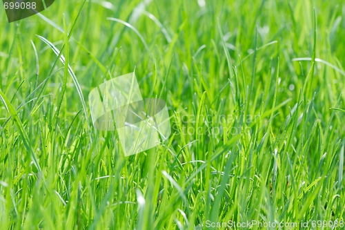 Image of Grass