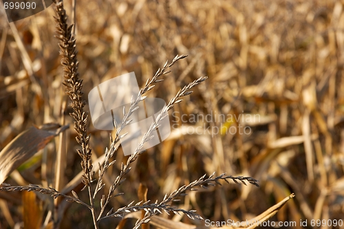 Image of Cornfield