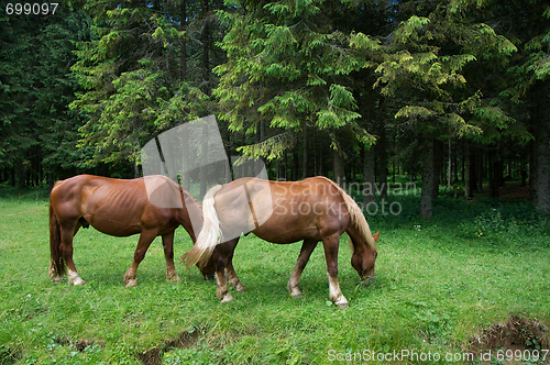 Image of Horses