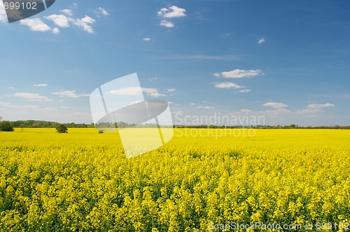 Image of Agricultural field
