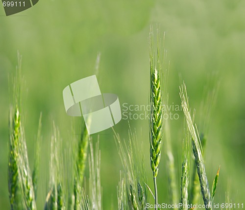 Image of Wheat