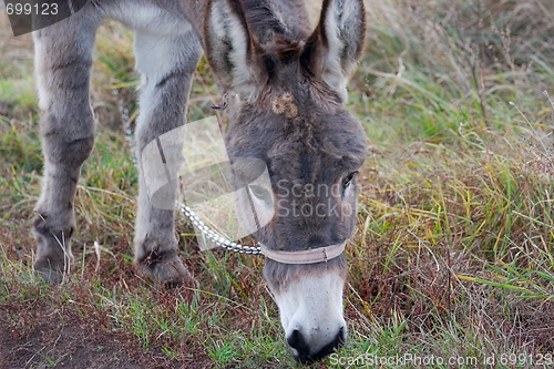 Image of Donkey