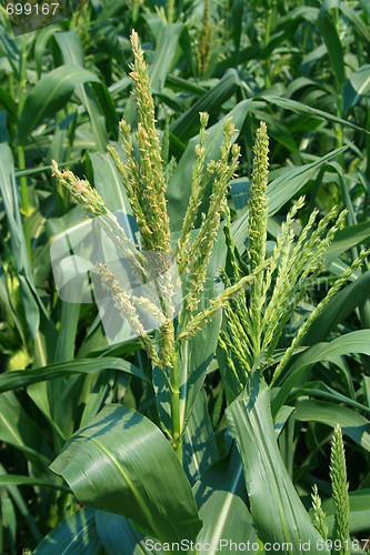 Image of Corn Plants