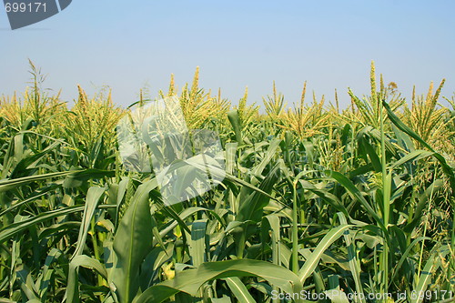 Image of Corn Plants