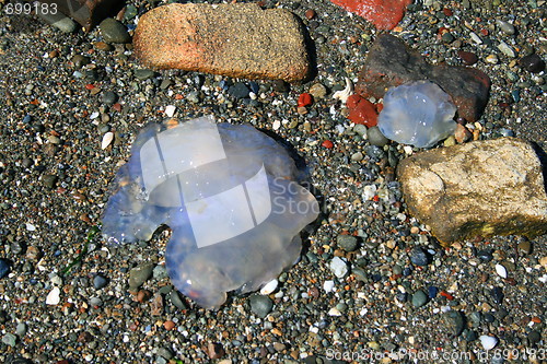 Image of Dead Jellyfish