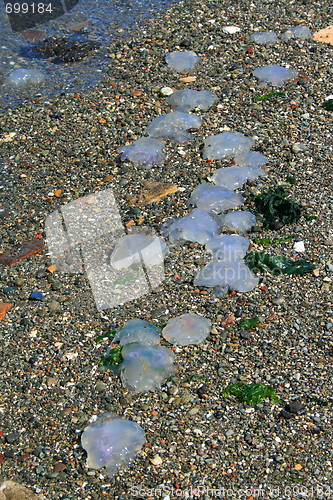 Image of Dead Jellyfish