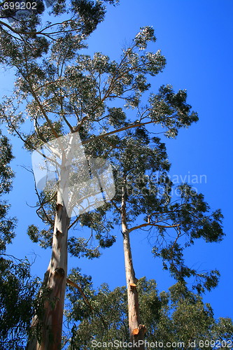 Image of Eucalyptus Trees