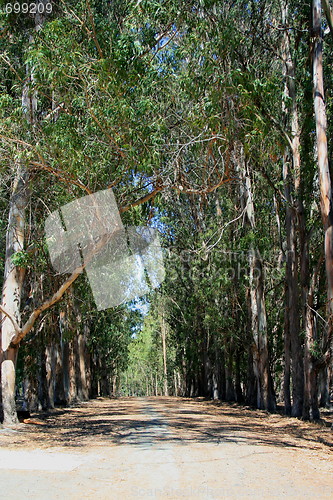 Image of Road In A Park