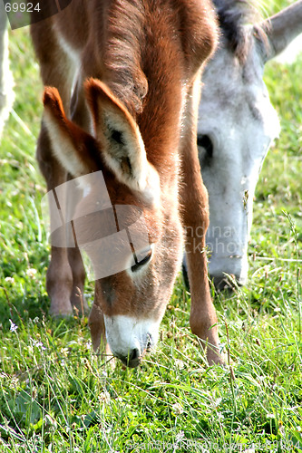 Image of Donkey