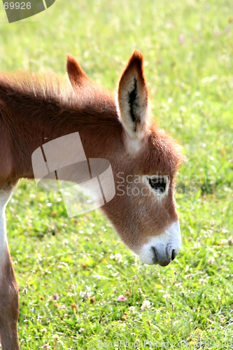 Image of Donkey