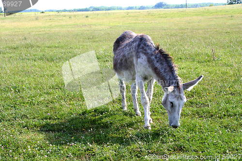 Image of Donkey